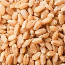 Wheat Grains