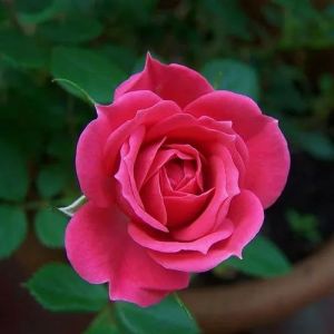 Pink Button Rose Flower