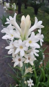 White Sampangi Flower