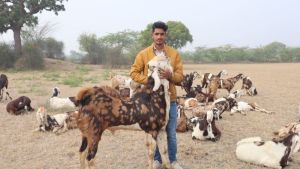 Live Gujari Goat