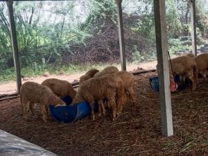 sheep farming