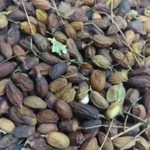 Neem Seeds