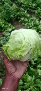 lettuce iceberg