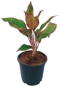 Aglaonema Lipstick Plant