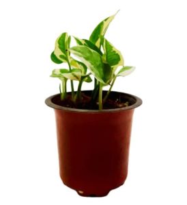 White Pothos Plant