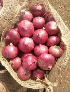 indian big red onion