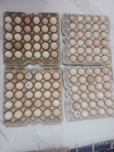 country chicken eggs