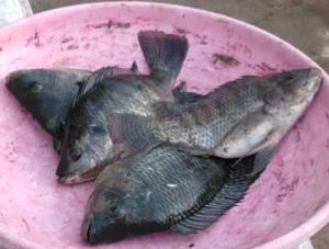 fresh tilapia fish