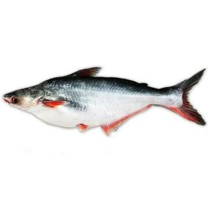 Pangas Fish