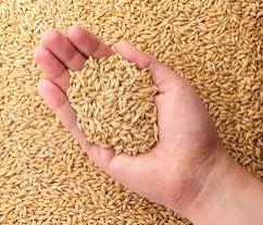 Barley Grain