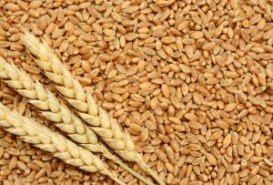 Golden Natural Wheat Grain