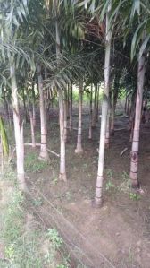 Foxtail Palm Tree
