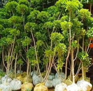 Green Ratusa Tapori Plant