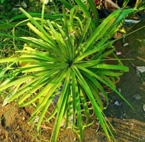 Wilkesia Gymnoxiphium Plant