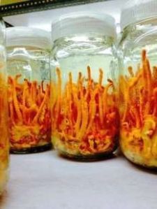 Cordyceps Militaris Mushroom