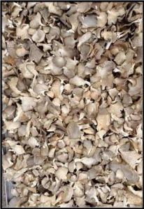 Dried Grey Oyster Mushroom