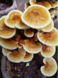 Fresh Reishi Mushroom