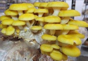Fresh Golden Oyster Mushroom