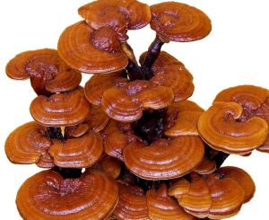 Ganoderma Mushroom Spawn