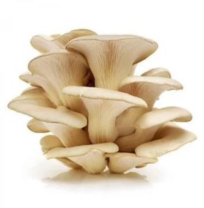 Oyster Mushroom Spawn