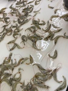 Frozen Thelly Shrimp