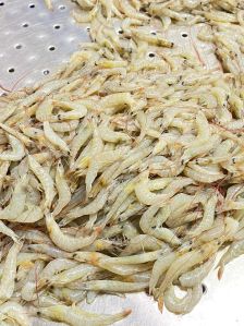 Frozen Thelly Shrimp