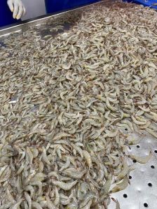 Frozen Thelly Shrimp