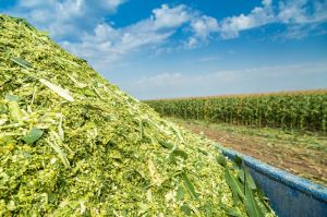 MAIZE SILAGE