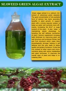 Seaweed Green Algae Extract Liquid