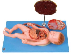 Fetus With Viscera And Placenta