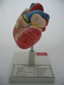 Human Heart Model