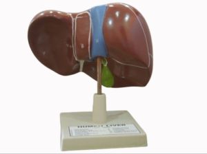 Human Liver Model