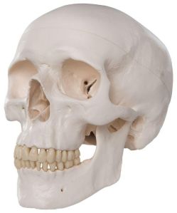 Human Skull Model