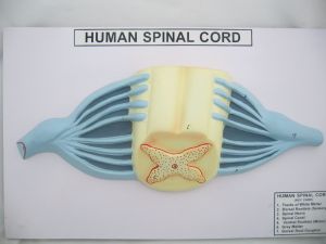 Human Spinal Cord