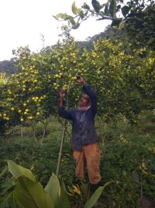 Kachai lemon fruit bearing plant