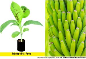 Banana Tissue Cultured Plants