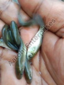 Cyprinus Fish Seeds