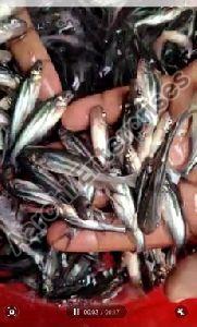 Pangasius Fish Seed