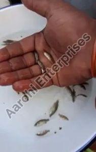 Sea Bass Fish Seed