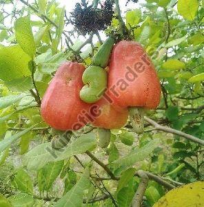 Ghana origin raw cashew nuts