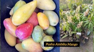 Ambika Mango Plant