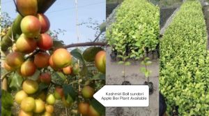 Ball Sundari Red Apple Ber Plant