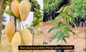 Nam Dok Mai Mango Plant