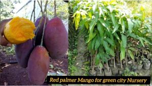 Red Palmer Mango Plant
