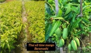 Thai All Time Mango Plant