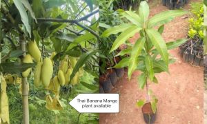 Thai Banana Mango Plant