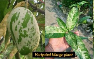 Variegated Mango Plant