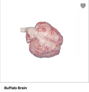 Buffalo Brain Meat