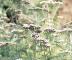 Achillea Millefolium