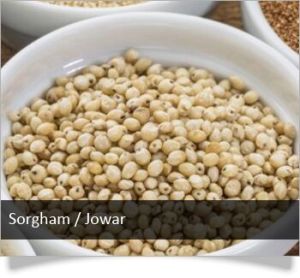 Sorghum Seeds